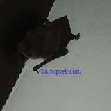 pipistrellus nathusii 1