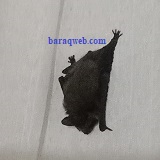 pipistrellus nathusii 2