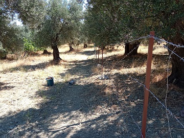 Çit