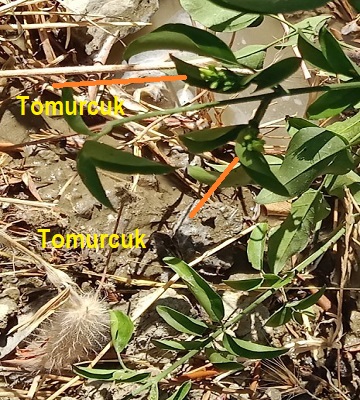 Yasemin Tomurcuğu